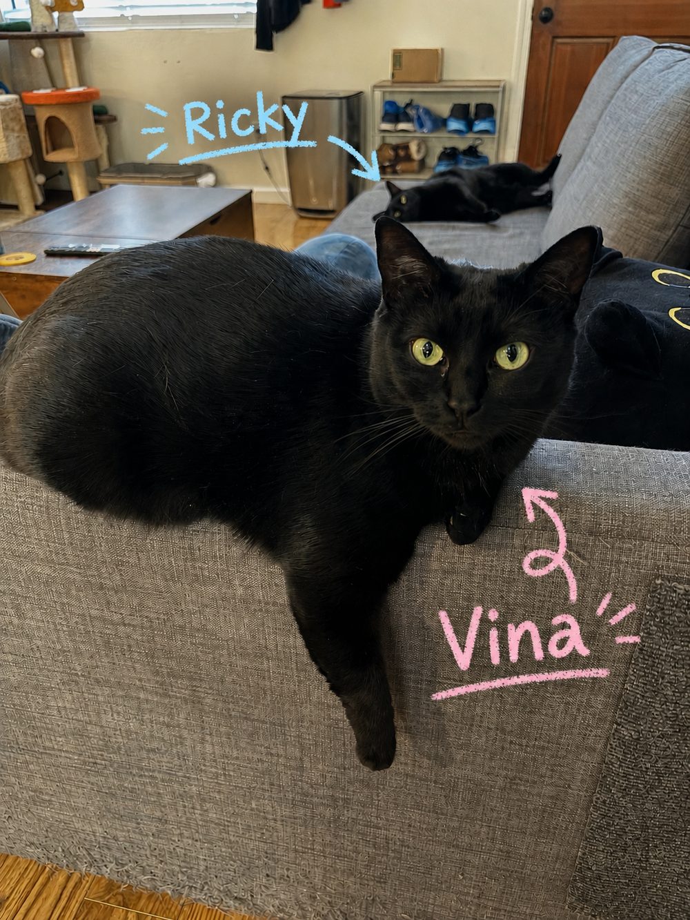 Vina, a black cat, lounging on the back of the couch, with Ricky, another black cat, resting behind her