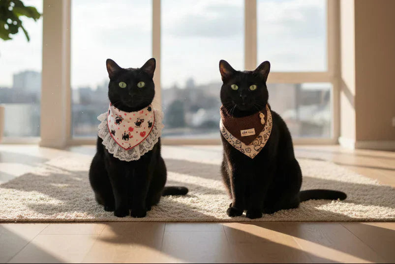 A sleek black cat at home