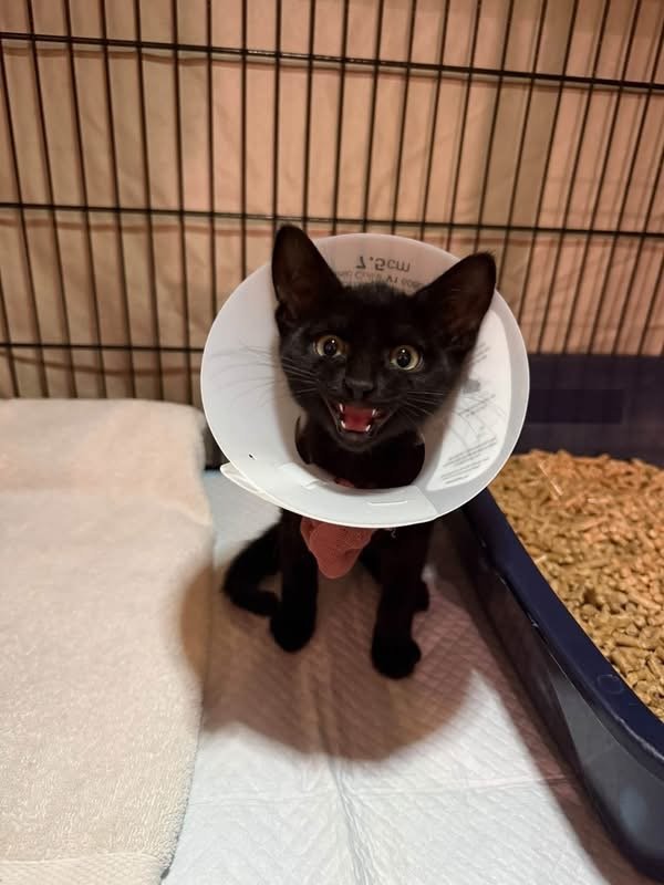 Ember in her cone, with plenty to say about it