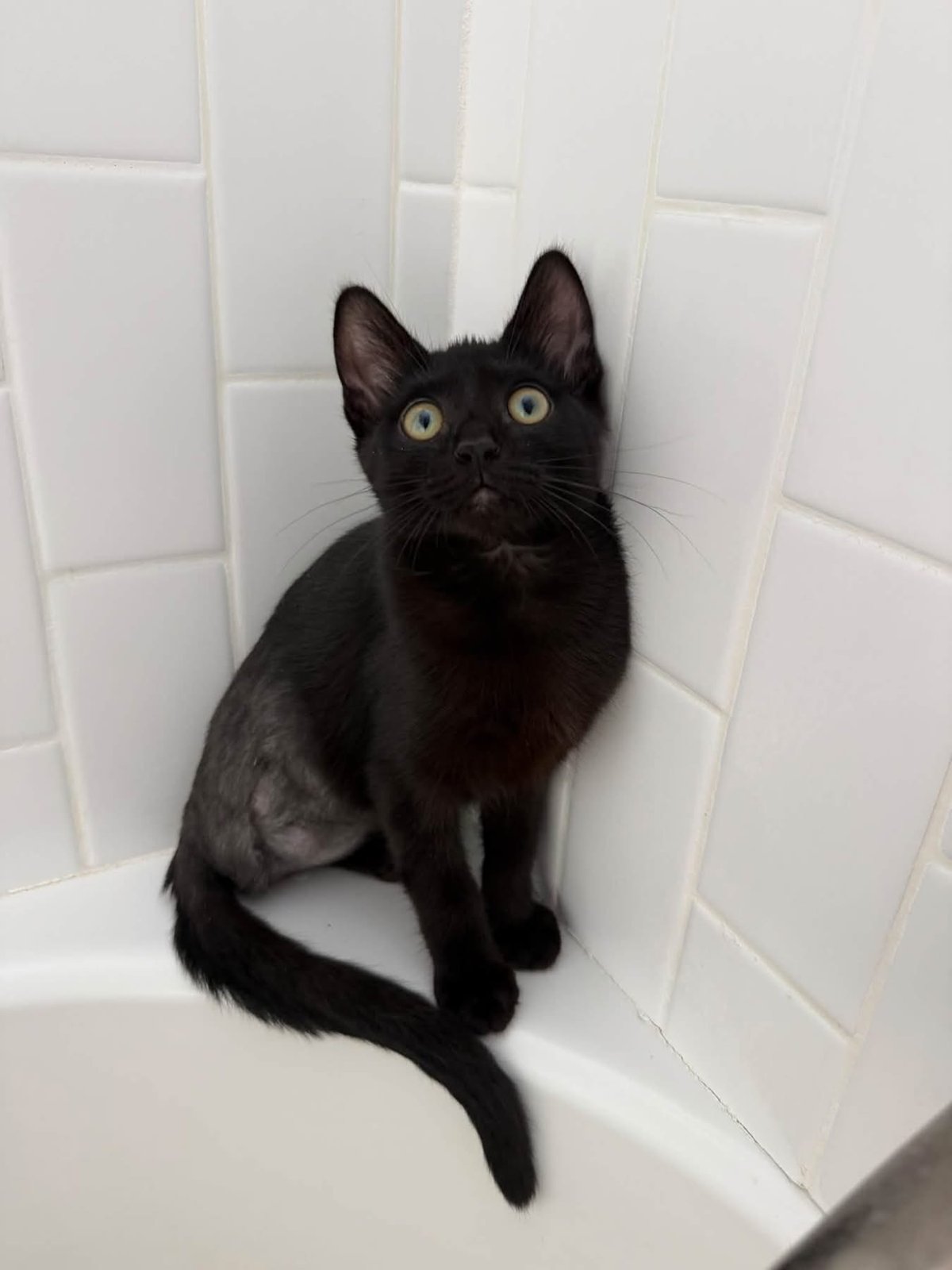 Ember, a young three-legged black kitten, sitting in the corner of a white-tiled bathtub looking up
