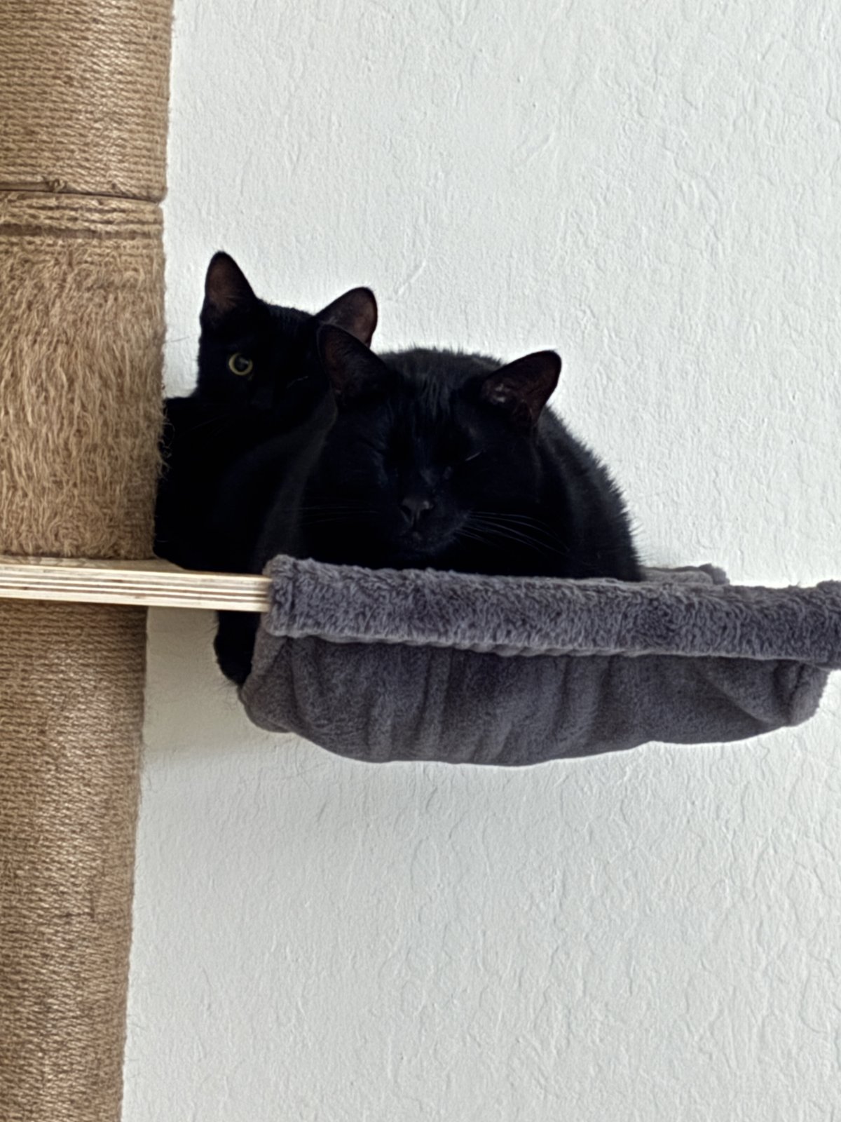 Ricky and Ember sharing the cat tree hammock