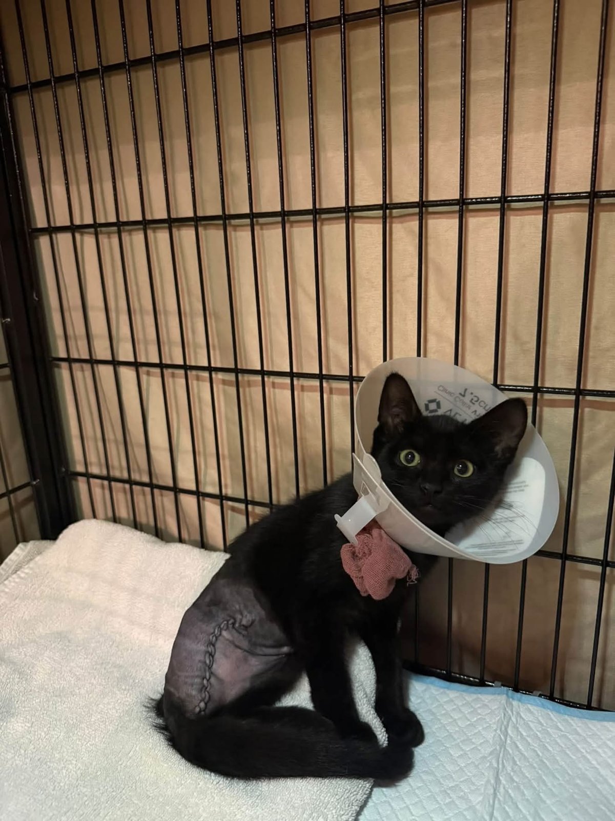 Ember sitting up in her cone, the incision still healing
