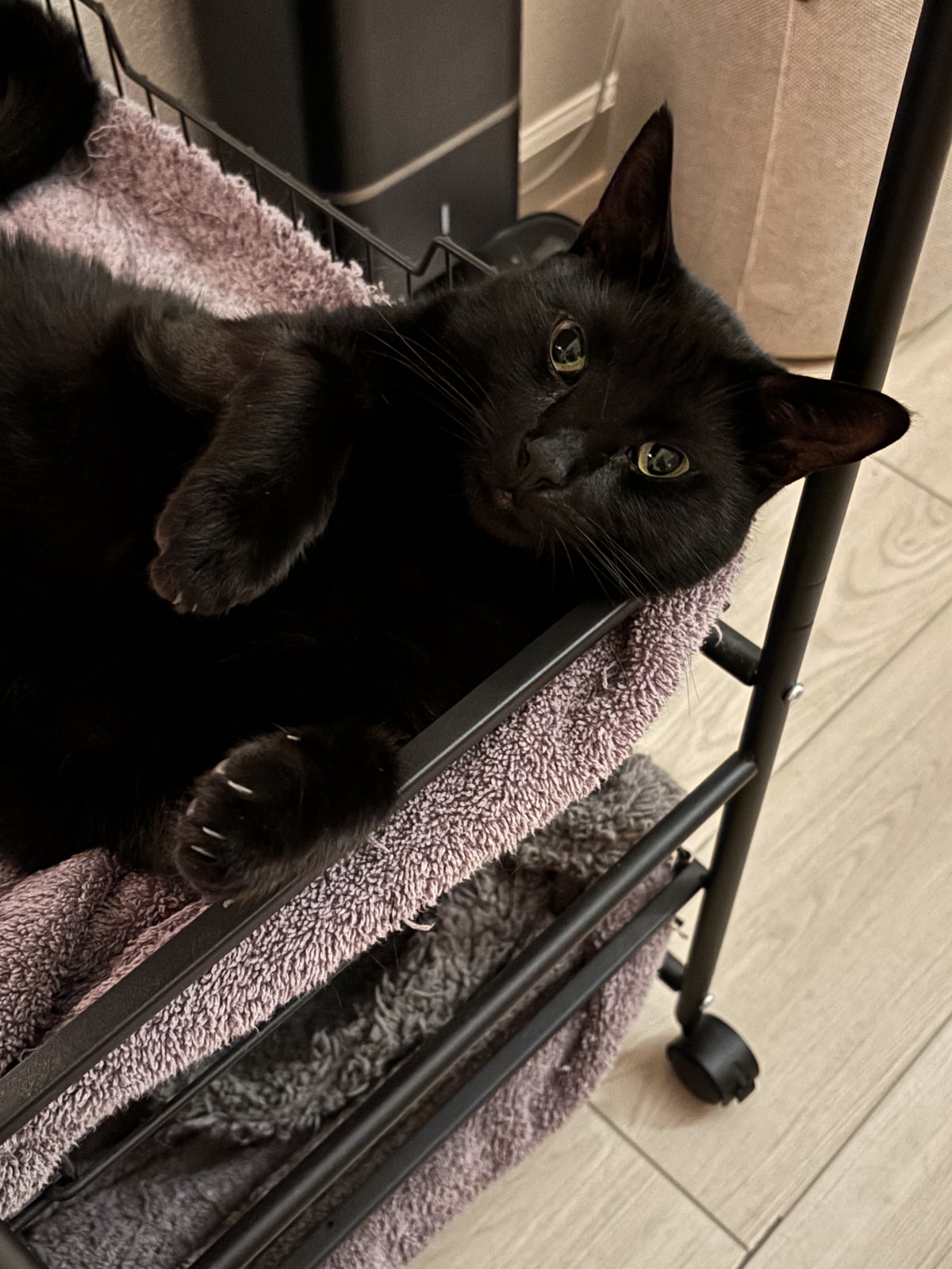 Ricky, settling into a spot that was not offered to him