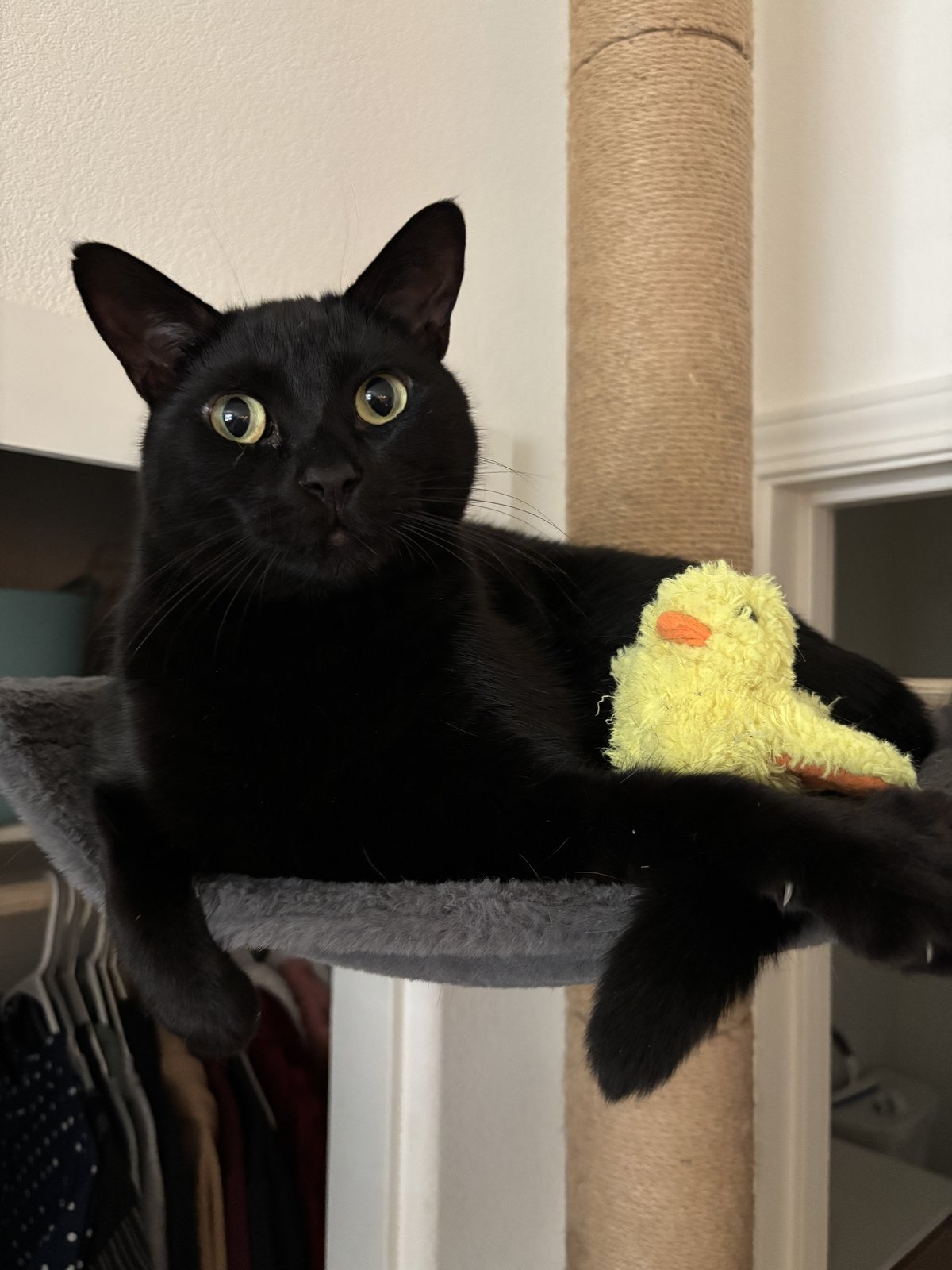Ricky, a black cat, lying in a cat tree hammock with his yellow duck toy