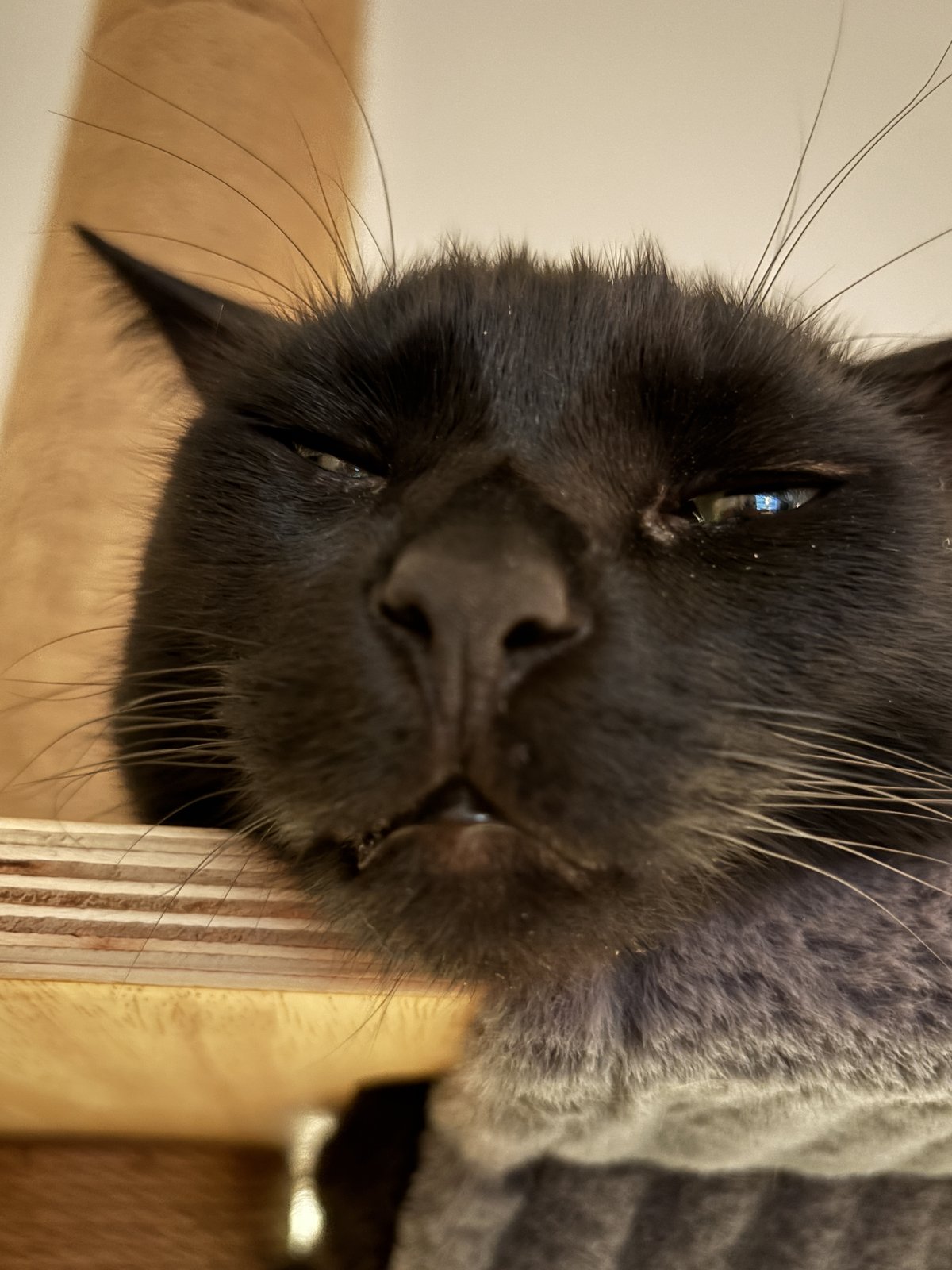 Ricky, half asleep