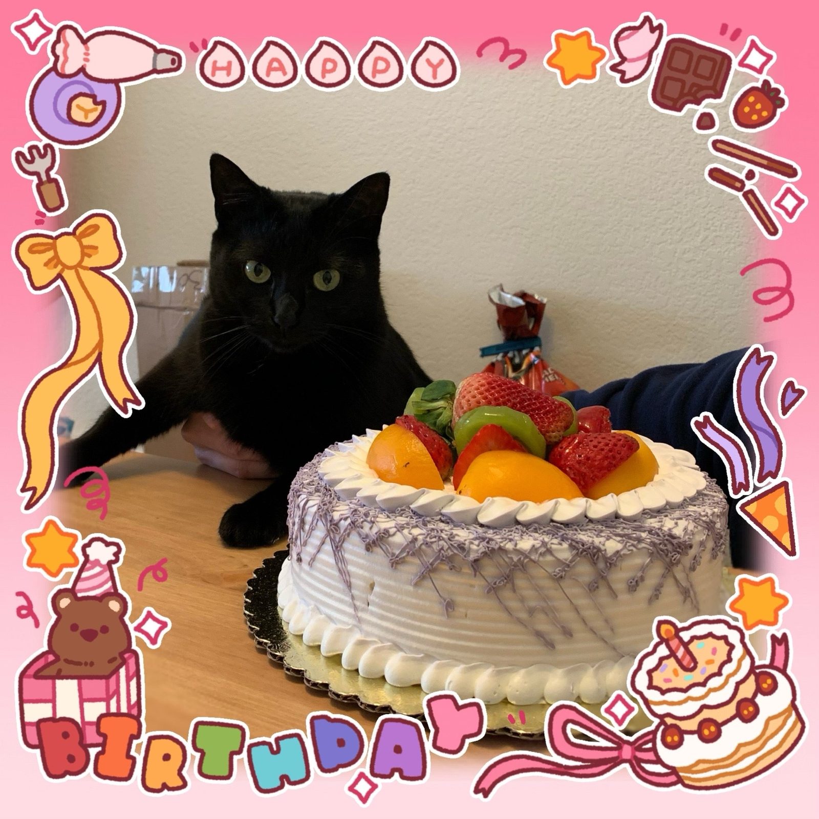 Vina and her birthday cake — her humans ate it