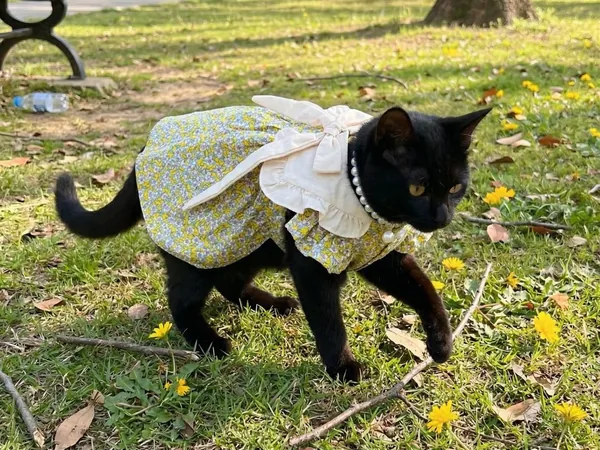 Handmade black cat collars, bandanas, and cat apparel